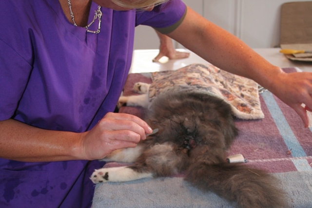 GreekSTRAYS - Cat neutering 